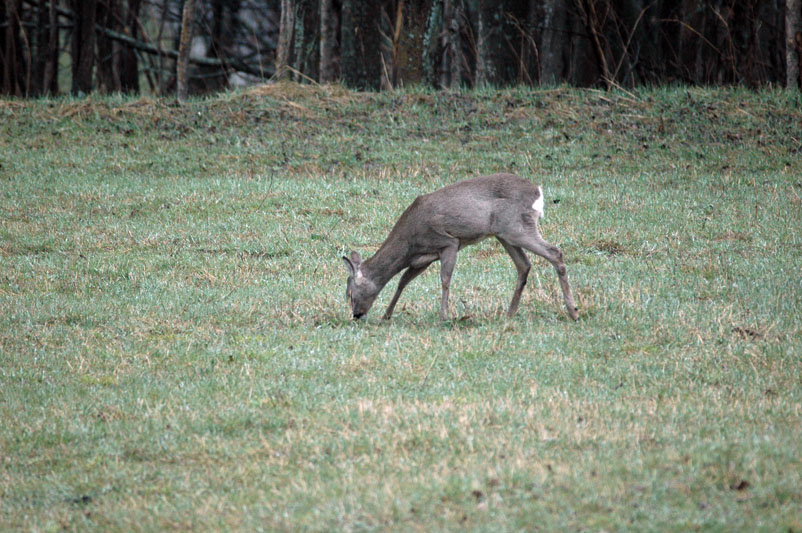 QUIZ:  INDOVINA L''UNGULATO!!! (per i non 